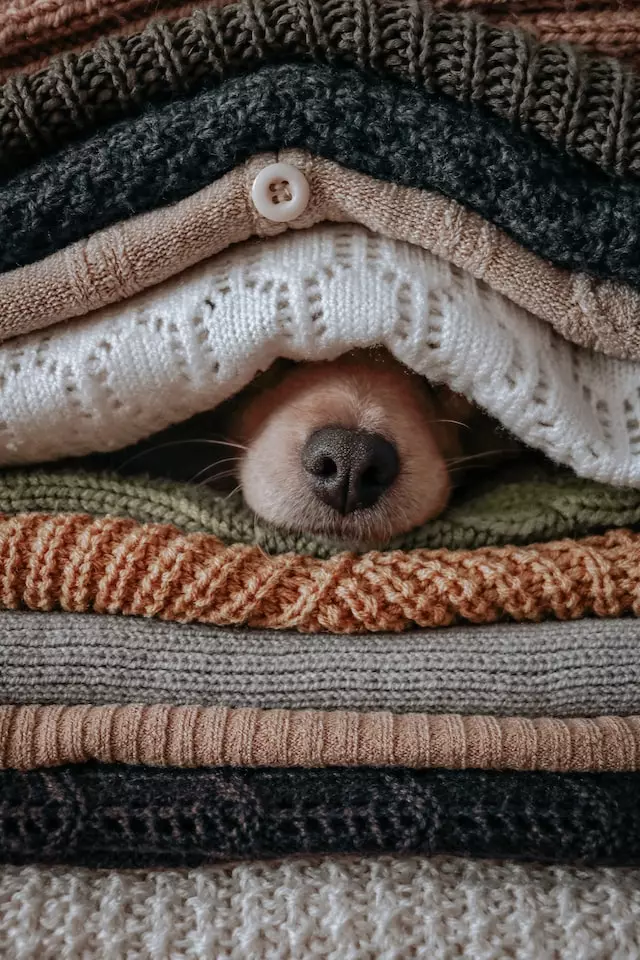 cold dog under a blanket