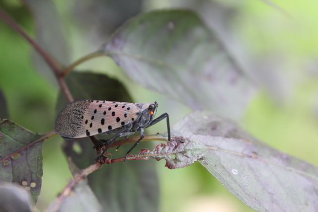 Pest Control: How To Properly Deal With Spotted Lanternflies | Phyxter Home Services