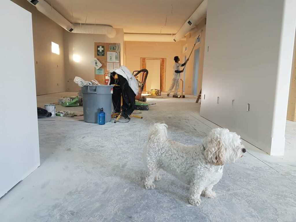 Dog watching home renovation