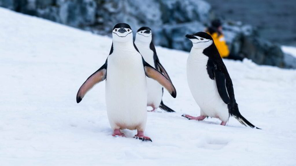 What temperature do Heat Pumps stop being effective - penguins