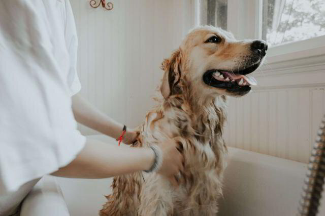 Owner grooming a beautiful Labrador