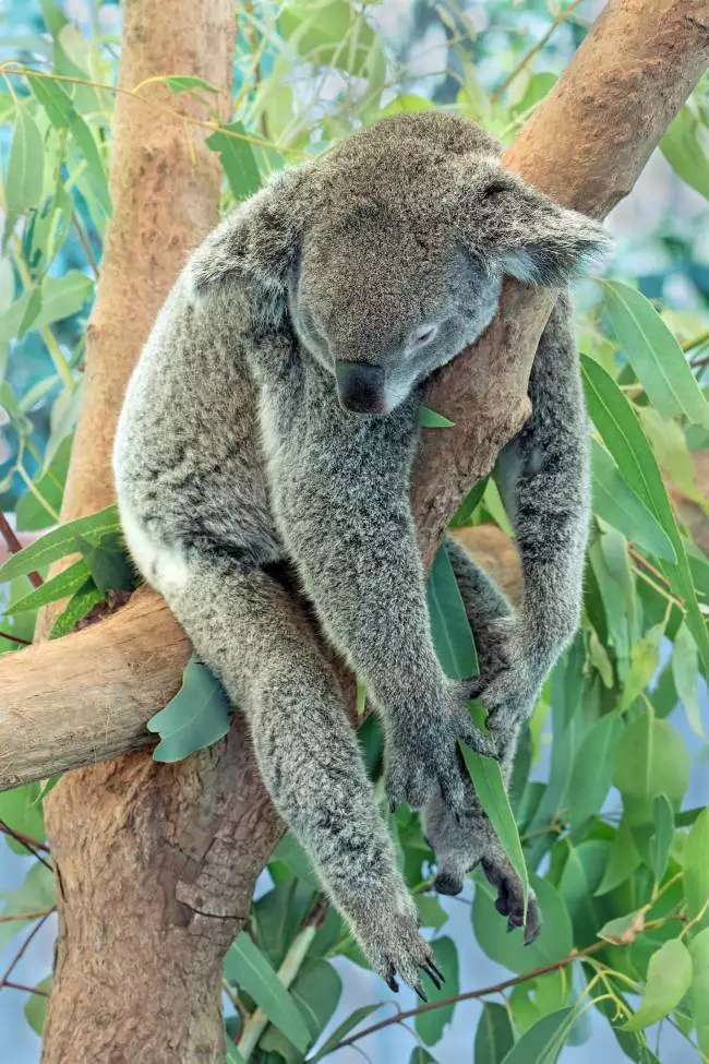 Koala sleeping in summer