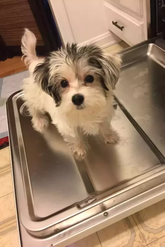 dog standing on a dishwasher door