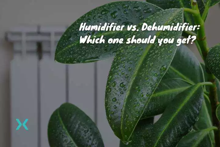 humidifier vs dehumidifier with a plant in the background