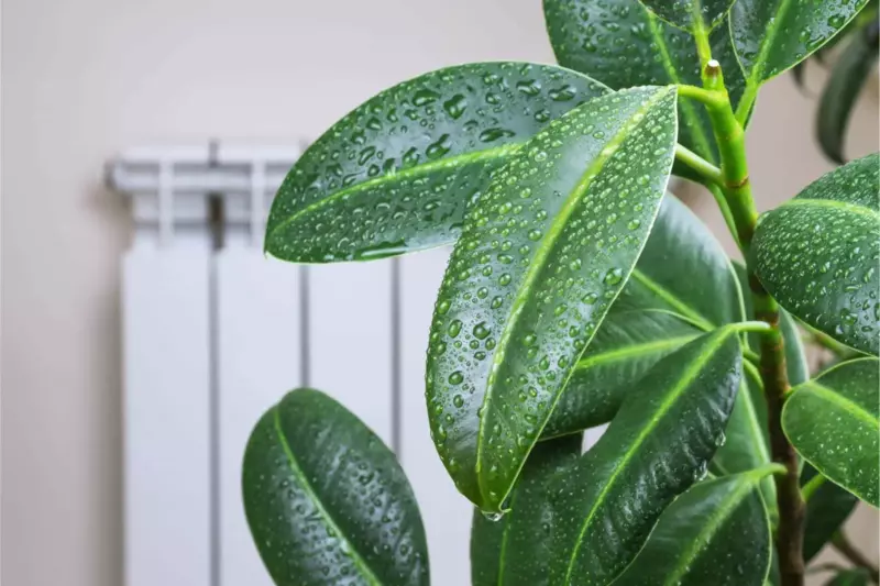 humidity on indoor plant