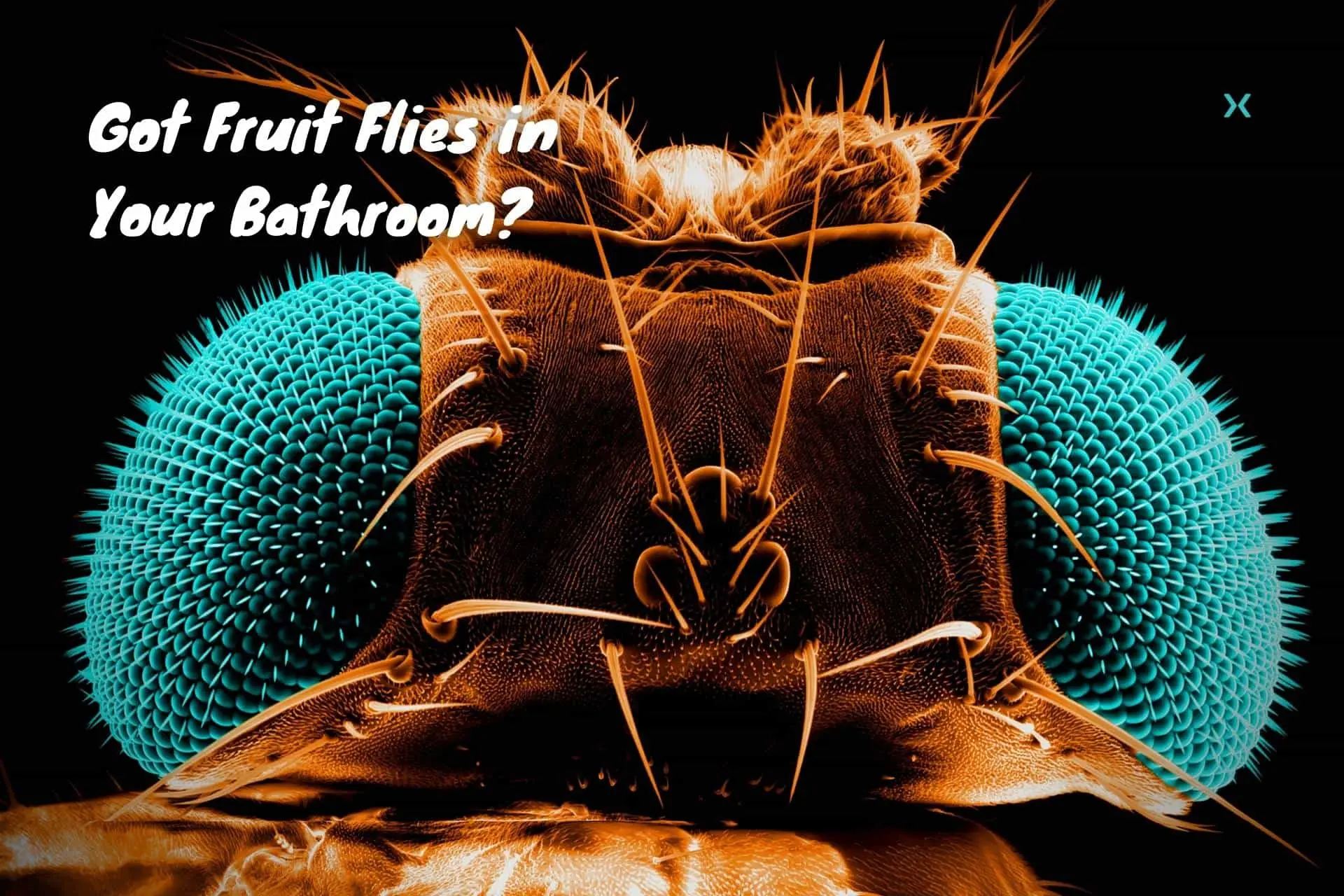 Got Fruit Flies in Your Bathroom